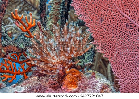 Caribbean coral reef off the coast of the island of Roatan, Honduras Royalty-Free Stock Photo #2427791047