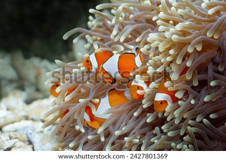 a Group of anemone fish playing on the coral reef, beautiful color clownfish on coral feefs, anemones on tropical coral reefs