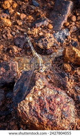 a dragonfly that landed on a rock and stayed for a moment