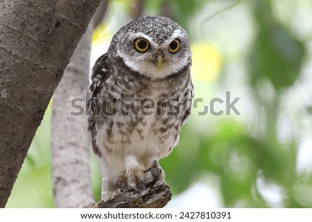 Spotted Owlet in the hollow of the tree.