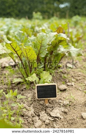 Chalkboard label, black blank wooden blackboard tag, garden sign in a soil against green field backyard. High quality photo
