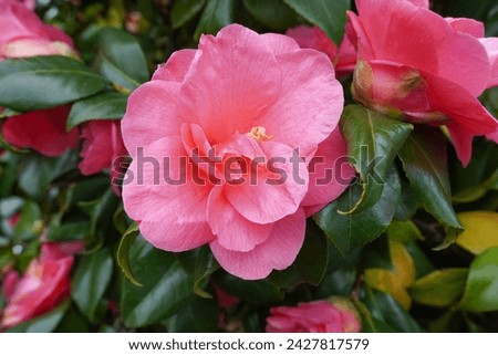 Pink floral background. beautiful camellia flowers during spring season bloom. flowering garden shrub  Royalty-Free Stock Photo #2427817579