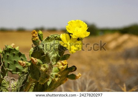 Yellow flower blooms on Eastern prickly pear cactus, symbolizing strength in harsh conditions. Vibrant against brown tones, the image reflects desert flora's diversity. Sky adds depth, showcasing adap Royalty-Free Stock Photo #2427820297