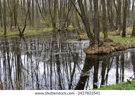 Reflection of forest trees in the river during a spring flood