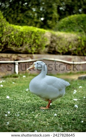 White beautiful Duck In green garden and green background full HD high resolution picture download