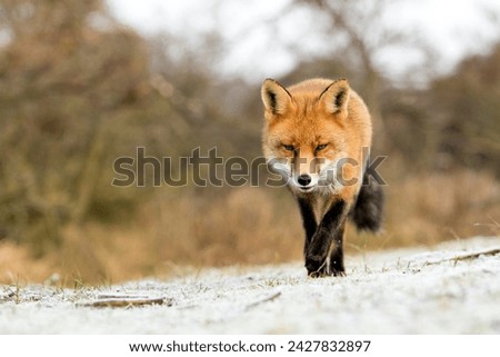 Handsome Red Fox Walking Towards the Camera in A Winter Background in A National Park 