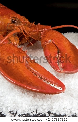 Lobster (homarus americanus) in a salt bed Royalty-Free Stock Photo #2427837365