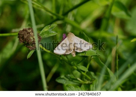 Cotton bollworm (Helicoverpa armigera) perched on pink flower in Zurich, Switzerland Royalty-Free Stock Photo #2427840657