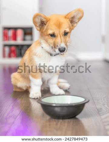Pembroke Welsh Corgi puppy with huge ears looking at a food bowl inside a house Royalty-Free Stock Photo #2427849473