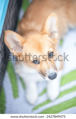 Cute Pembroke Welsh Corgi puppy with huge ears and puppy dog eyes laying outside on a green mat on a beautiful sunny day. Royalty-Free Stock Photo #2427849475