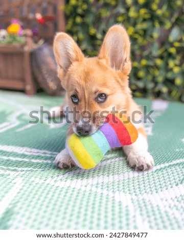 Cute Pembroke Welsh Corgi puppy with huge ears laying outside with a rainbow bone toy. Toronto Canada Royalty-Free Stock Photo #2427849477