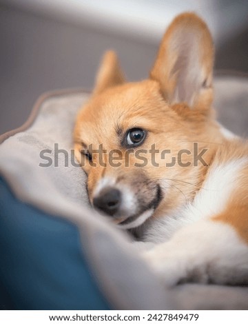 Corgi puppy with huge ears and puppy dog eyes laying in a dog bed with a funny squished face Royalty-Free Stock Photo #2427849479