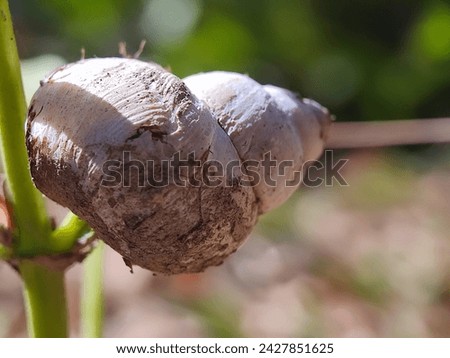 The manatee tree snail, macro photography 