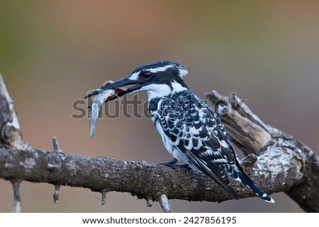 Pied kingfisher (ceryle rudis) with a fish, kruger national park, south africa, africa Royalty-Free Stock Photo #2427856195