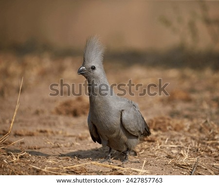 Grey lourie (go-away bird) (corythaixoides concolor), kruger national park, south africa, africa