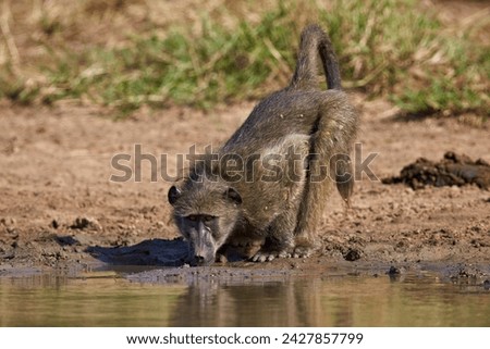 Chacma baboon (papio ursinus) drinking, kruger national park, south africa, africa