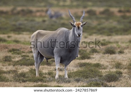 Common eland (taurotragus oryx) male, addo elephant national park, south africa, africa Royalty-Free Stock Photo #2427857869