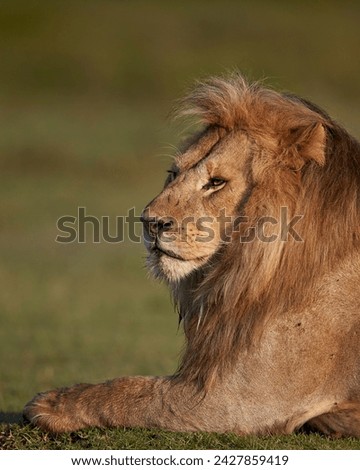 Lion (panthera leo), ngorongoro conservation area, unesco world heritage site, serengeti, tanzania, east africa, africa