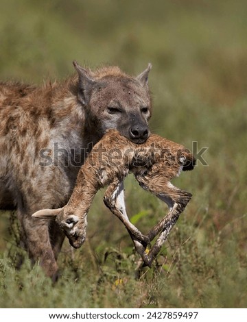 Spotted hyena (spotted hyaena) (crocuta crocuta) with a baby thomson's gazelle (gazella thomsonii), ngorongoro conservation area, unesco world heritage site, serengeti, tanzania, east africa, africa Royalty-Free Stock Photo #2427859497