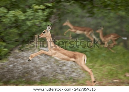 Female impala (aepyceros melampus) running, kruger national park, south africa, africa