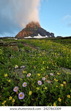 Alpine meadow, glacier national park, montana, united states of america, north america