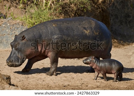 Hippopotamus (hippopotamus amphibius) mother and baby out of the water, serengeti national park, tanzania, east africa, africa