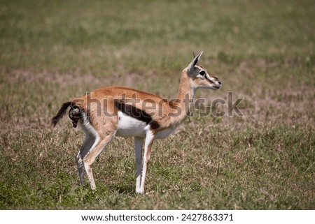 Thomson's gazelle (gazella thomsonii) female giving birth, ngorongoro crater, tanzania, east africa, africa Royalty-Free Stock Photo #2427863371