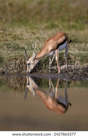 Thomson's gazelle (gazella thomsonii) buck drinking with reflection, ngorongoro crater, tanzania, east africa, africa Royalty-Free Stock Photo #2427863377