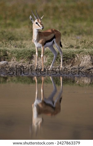 Thomson's gazelle (gazella thomsonii) buck with reflection, ngorongoro crater, tanzania, east africa, africa Royalty-Free Stock Photo #2427863379