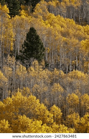 Yellow aspens and an evergreen in the fall, san juan national forest, colorado, united states of america, north america