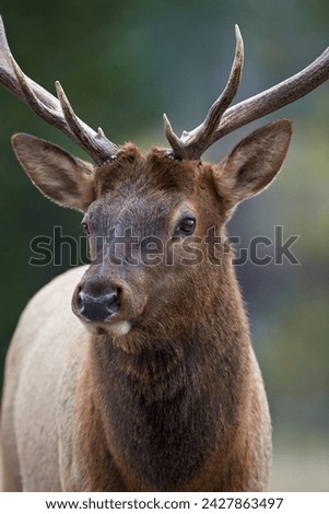 Bull elk (cervus canadensis), jasper national park, alberta, canada, north america