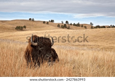 Bison (bison bison) bull, custer state park, south dakota, united states of america, north america Royalty-Free Stock Photo #2427863993