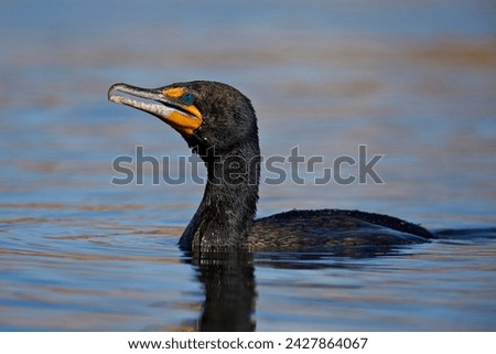 Double-crested cormorant (phalacrocorax auritus), clark county, nevada, united states of america, north america Royalty-Free Stock Photo #2427864067