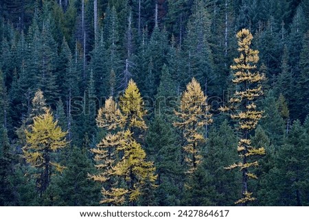 Western larch (larix occidentalis) in the fall, mount hood national forest, oregon, united states of america, north america Royalty-Free Stock Photo #2427864617