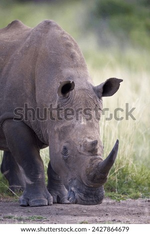 White rhinoceros (ceratotherium simum), hluhluwe game reserve, south africa, africa
