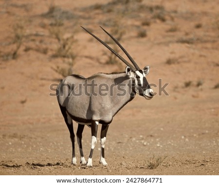 Gemsbok (south african oryx) (oryx gazella), kgalagadi transfrontier park, encompassing the former kalahari gemsbok national park, south africa, africa