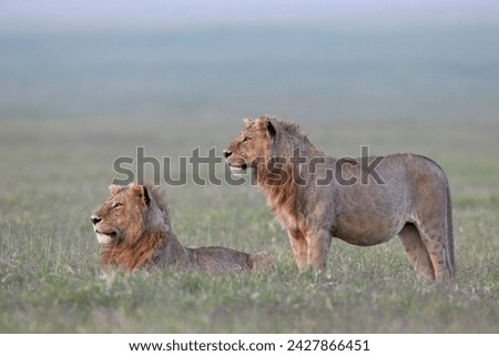 Two young male lions (panthera leo), ngorongoro crater, tanzania, east africa, africa