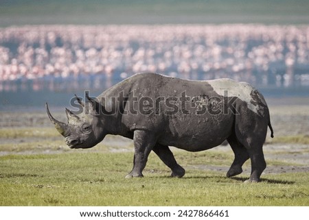Black rhinoceros (hook-lipped rhinoceros) (diceros bicornis), ngorongoro crater, tanzania, east africa, africa Royalty-Free Stock Photo #2427866461