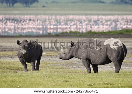 Two black rhinoceros (hook-lipped rhinoceros) (diceros bicornis), ngorongoro crater, tanzania, east africa, africa