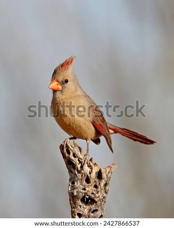 Female northern cardinal (cardinalis cardinalis), the pond, amado, arizona, united states of america, north america