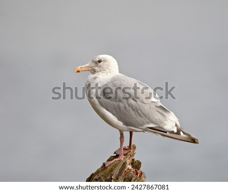 Thayer's gull (larus thayeri), kenai national wildlife refuge, alaska, united states of america, north america