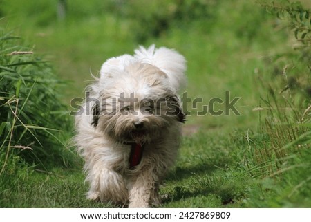 Tibetan terrier dog running pets Royalty-Free Stock Photo #2427869809