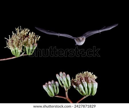 Lesser long-nosed bat (leptonycteris yerbabuenae) flying by agave blossoms, in captivity, hidalgo county, new mexico, united states of america, north america Royalty-Free Stock Photo #2427871829