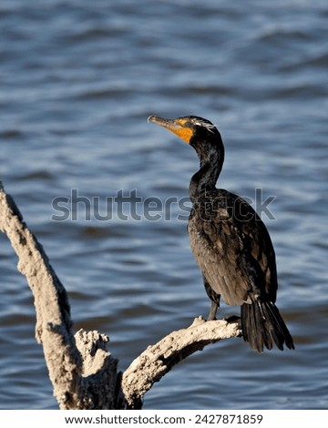 Double-crested cormorant (phalacrocorax auritus), sonny bono salton sea national wildlife refuge, california, united states of america, north america Royalty-Free Stock Photo #2427871859