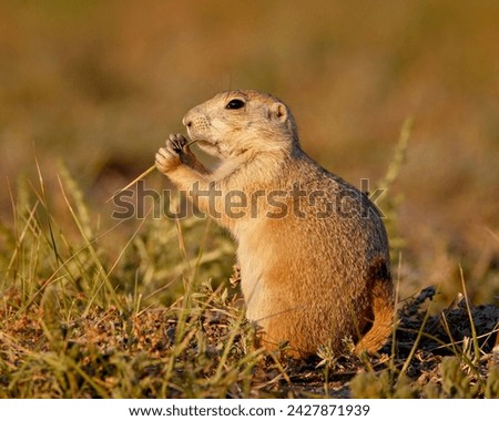 Blacktail prairie dog (cynomys ludovicianus) eating, wind cave national park, south dakota, united states of america, north america Royalty-Free Stock Photo #2427871939