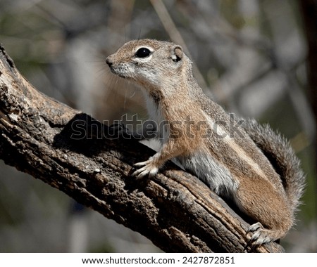 Yuma antelope squirrel (harris's antelope squirrel) (ammospermophilus harrisii), chiricahuas, coronado national forest, arizona, united states of america, north america