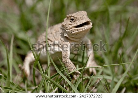 Pygmy short-horned lizard (phrynosoma douglasi douglasi), pawnee national grassland, colorado, united states of america, north america Royalty-Free Stock Photo #2427872923