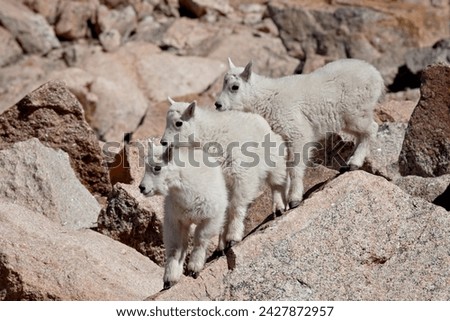 Three mountain goat (oreamnos americanus) kids, mount evans, colorado, united states of america, north america Royalty-Free Stock Photo #2427872957