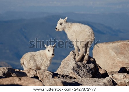 Two mountain goat (oreamnos americanus) kids, mount evans, colorado, united states of america, north america Royalty-Free Stock Photo #2427872999