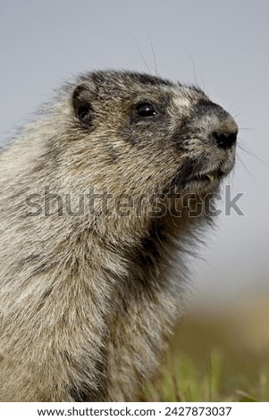 Hoary marmot (marmota caligata), glacier national park, montana, united states of america, north america